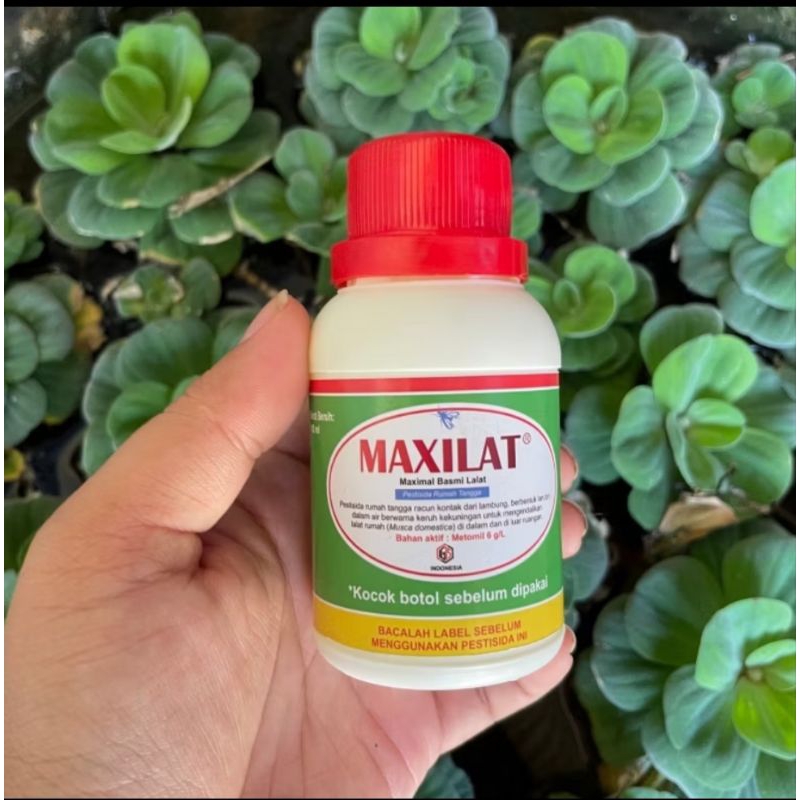 Racun Lalat Cair Ampuh Maxilat Obat Pembasmi Lalat Buah Anti Lalat Semprot 100ML
