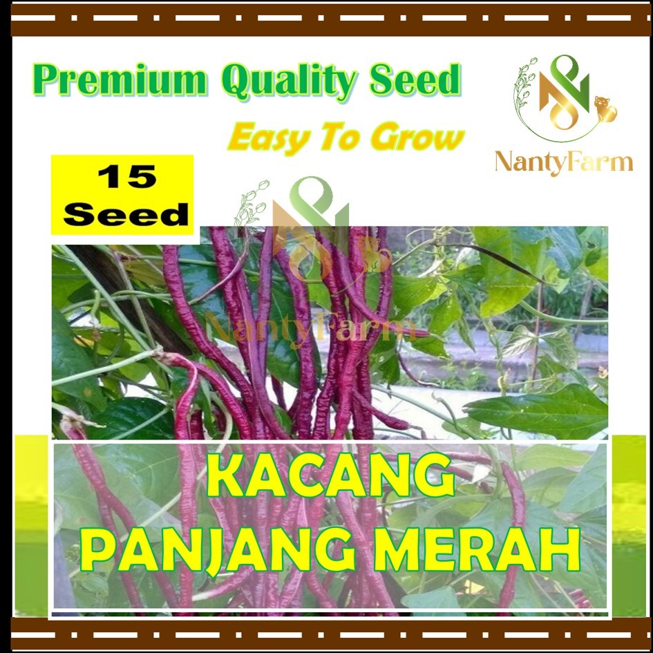 15 Biji Benih Kacang Panjang Merah Benih Sayur Kacang Panjang Merah