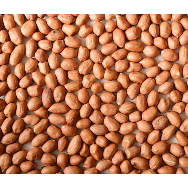 

kacang tanah