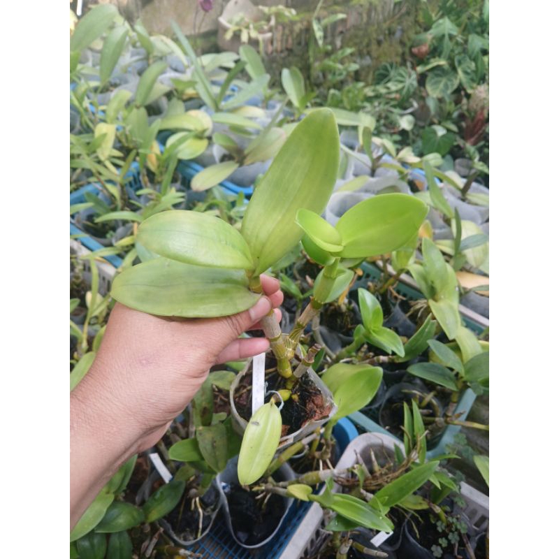 Bunga anggrek dendro kriting