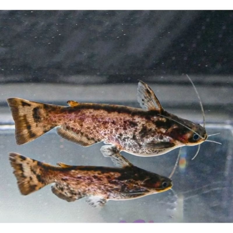 ikan hias Colombian Catfish ONLY GOJEK