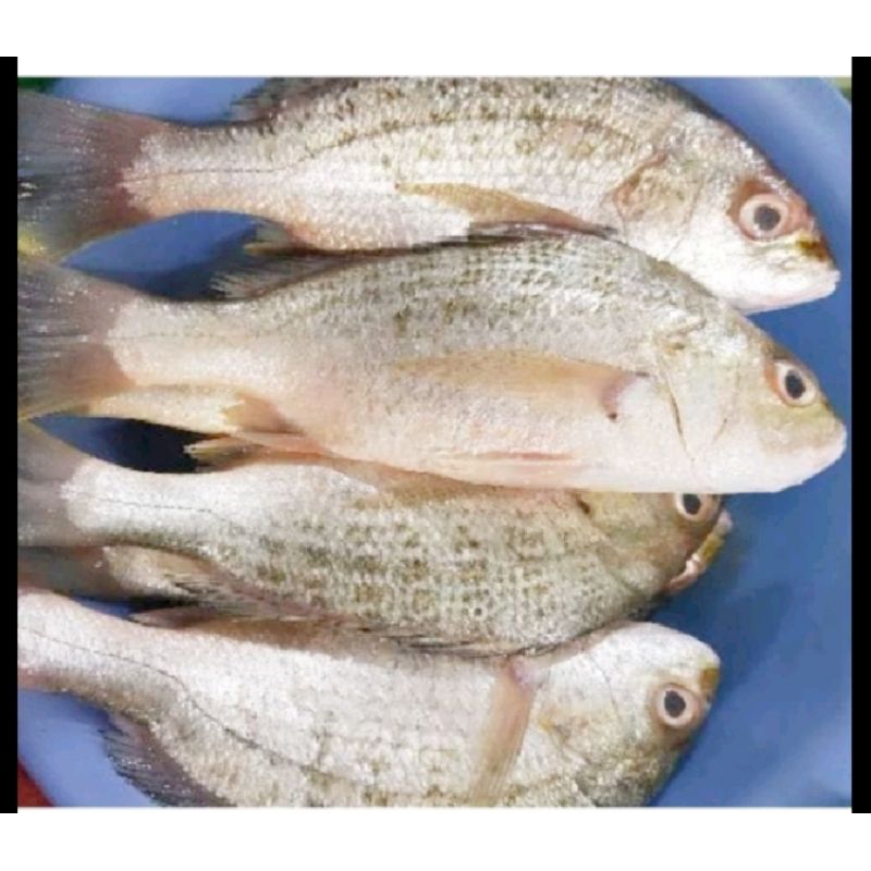 

Ikan Kakap Putih Segar 500 gr