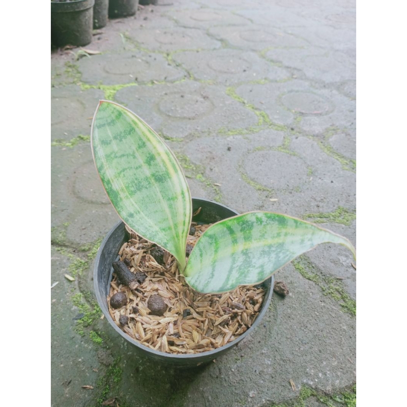 tanaman sansevieria tanzania varigata