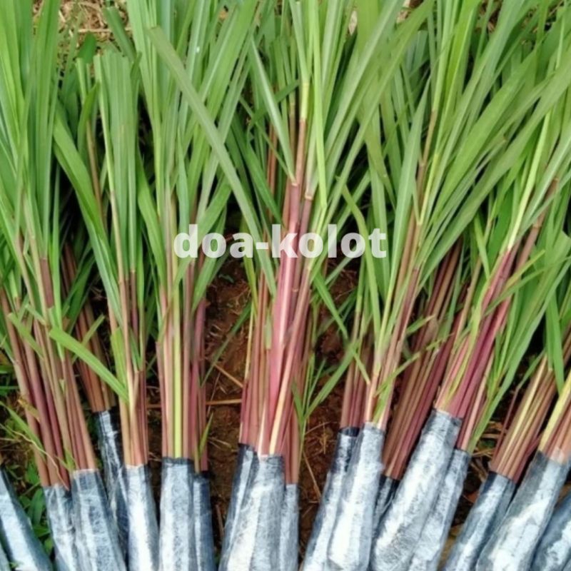 

Serai Merah Sereh Merah 1kg Premium isi Banyak