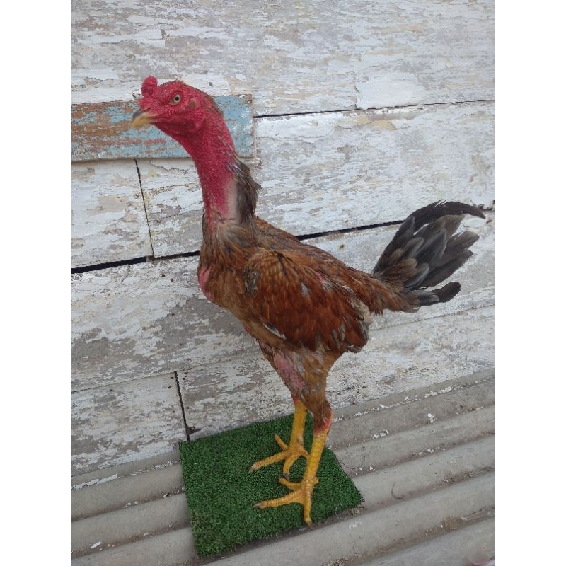 

telur ayam saenkon croos