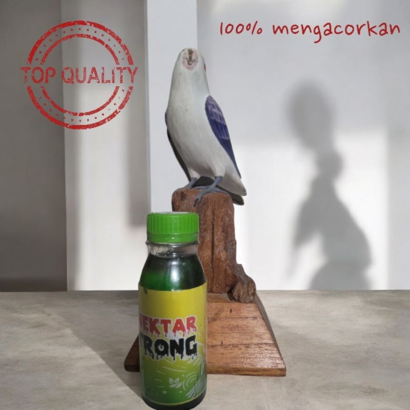 NEKTAR STRONG PENGGACOR BURUNG KOLIBRI