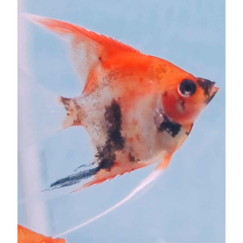 Ikan Manfish Red Devil Ikan Layang Layang 2 cm s/d 8 cm