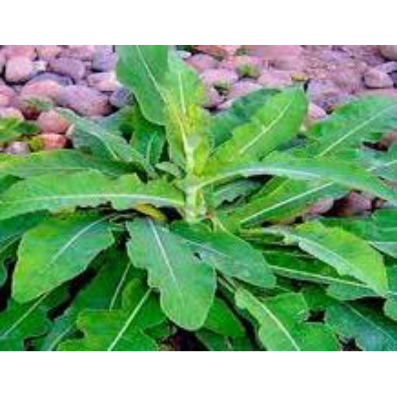 

daun tempuyung segar 500 grm untuk darah tinggi