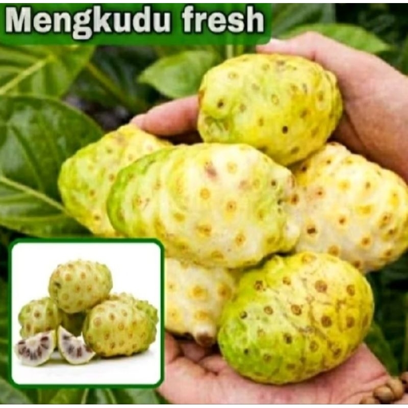 

Mengkudu / PACE FRESSH 1KG [COD]