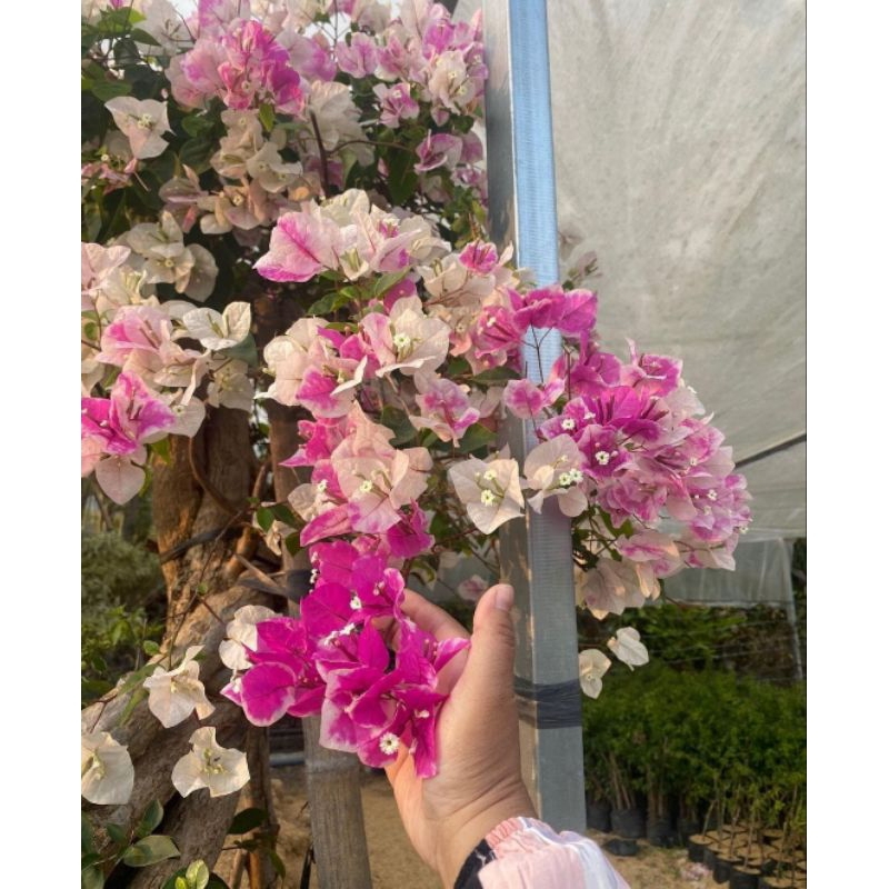 Bougenvile id Sakura ice cream Original batang besar tinggi 35 cm