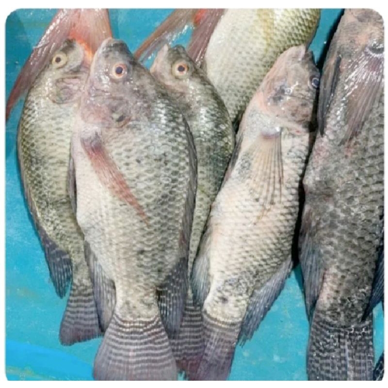 

Ikan Laksa Kecil Segar 500 gr