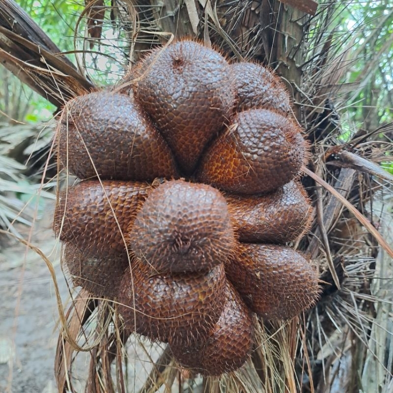 

Salak Pondoh Manis Murah Fresh 1 kg