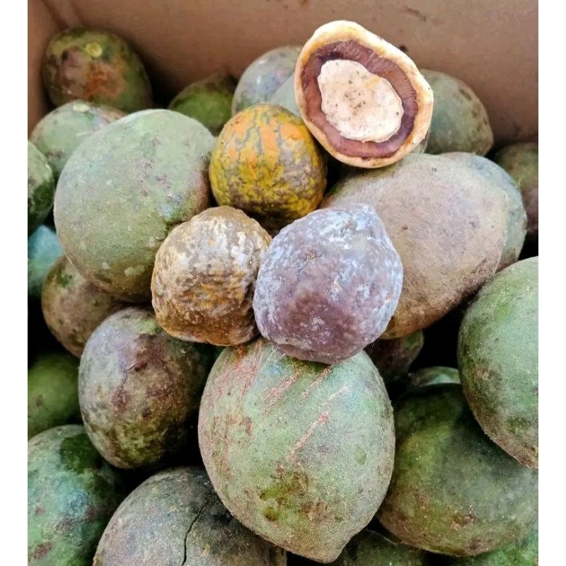 Muncang Aduan Yanti Tonang