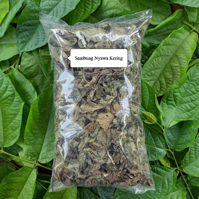 

Herbal daun sambung nyawa kering