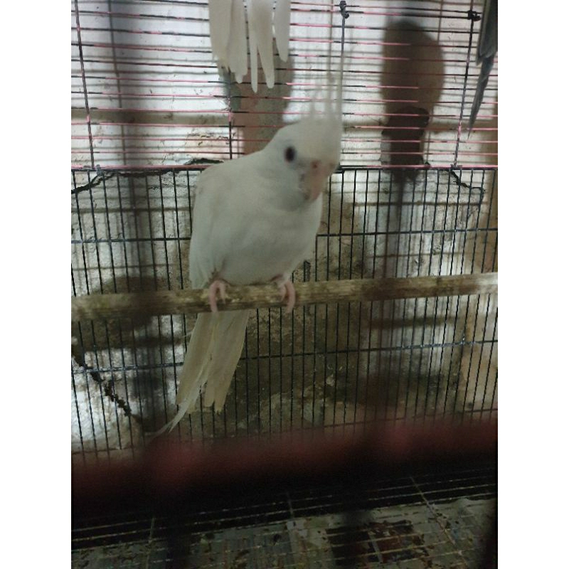 Falk Parkit Australia Albino MM (Betina)