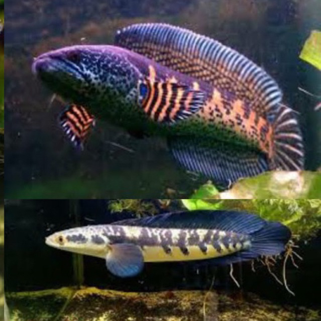 PROMO Channa Auranti & YS Lebih murah