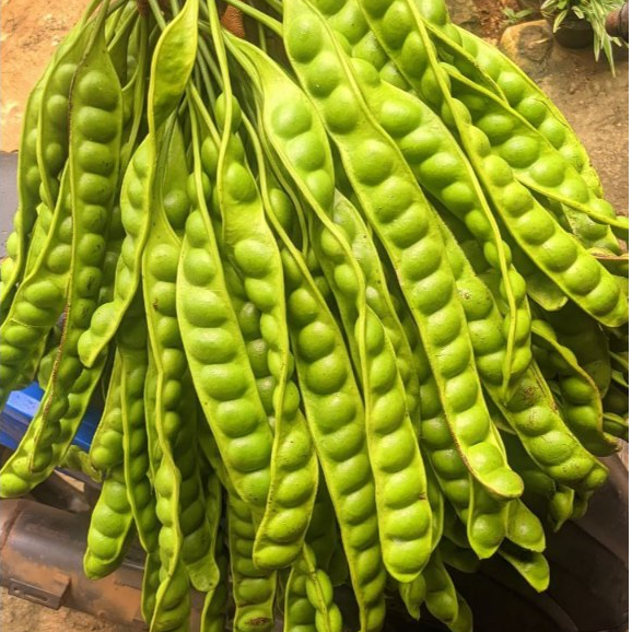 

PETE SEGAR HARGA PERLONJOR/PETE TUA SUPER/PETE SEGAR/PETE MURAH/PETE/PETAI/PETE KUPAS/SAYUR