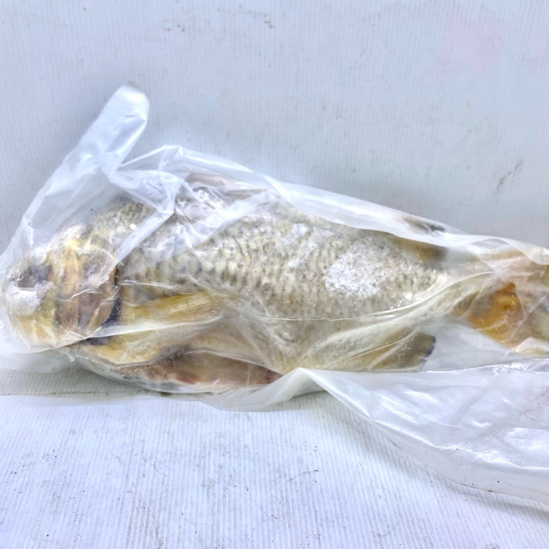 

IKAN BATU 800 GRAM UP / EKOR