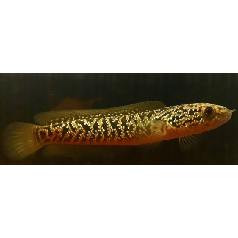 stiker asiatica kalimaya