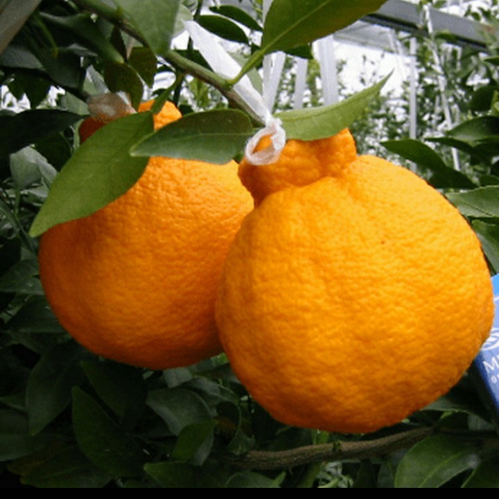 

GRATIS ONGKIR - Bibit Jeruk Dekopon Cepat Berbuah Hasil Okulasi - FREE ONGKIR SELURUH INDONESIA- ONGKIR DITANGGUNG PENJUAL