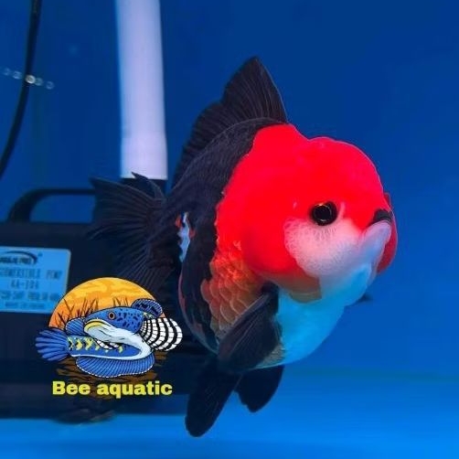 hiasan aquarium koki tancho oranda perlengkapan akuarium bisa cod