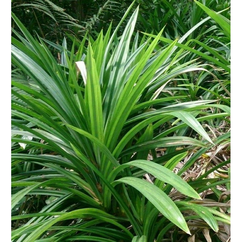 

Daun Pandan Per-Pack