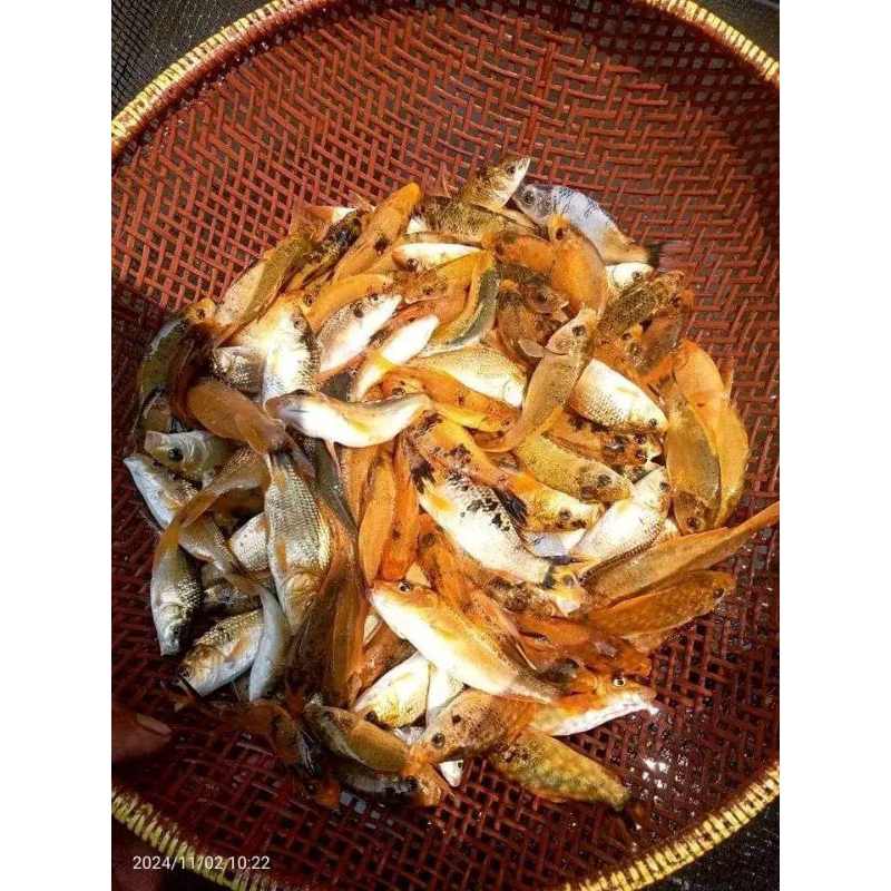 PROMO BONUS PAKAN Isi 100 Bibit Ikan Mas Merah Lokal Size 3-4cm