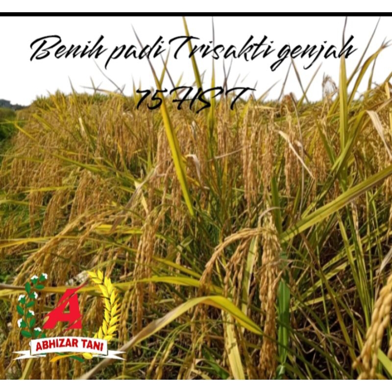 Benih padi TRISAKTI GENJAH 75 HST,kemasan 1kg