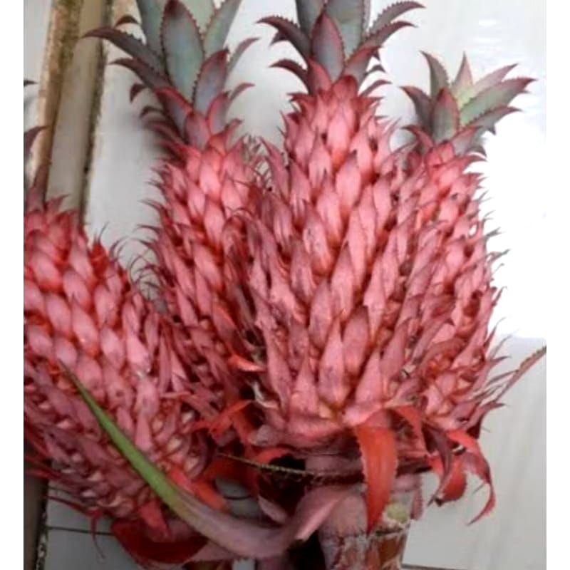 

Buah nanas merah muda nanas sabrang nanas hutan perbuah