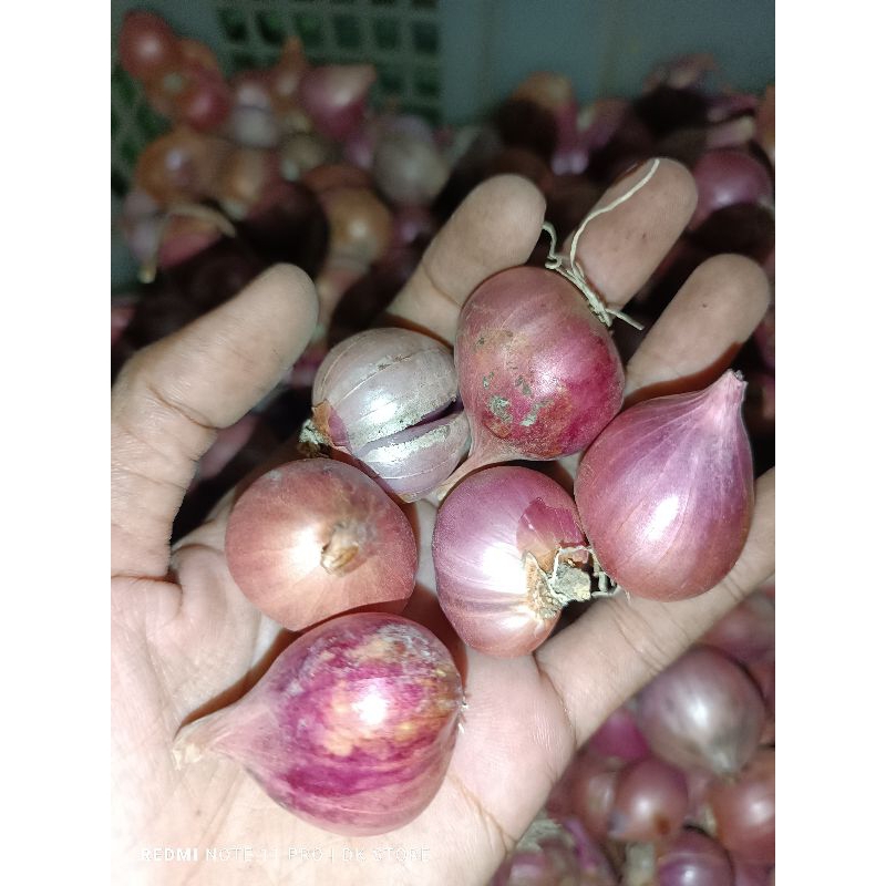 

Bawang Merah Lokal Tanggung Murah 1kg Kering super