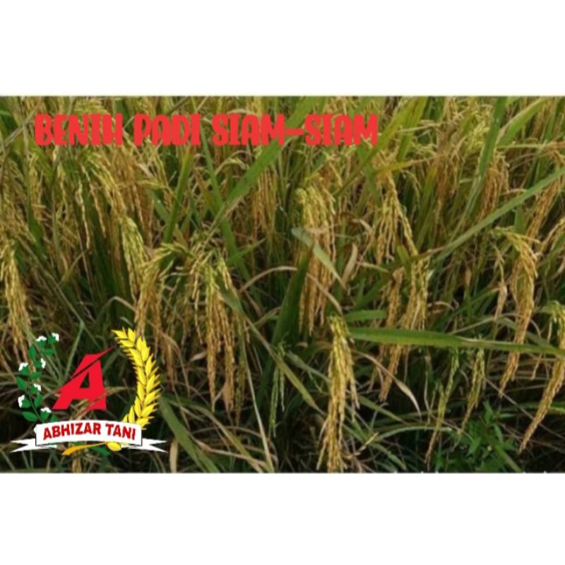 Benih padi SIAM SIAM ,kemasan 1kg