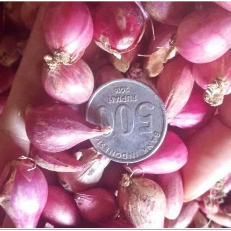 

bawang merah sedang 500 gr