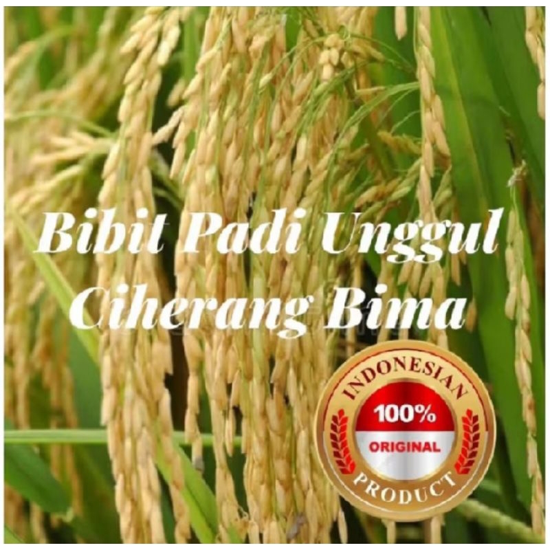 BENIH PADI CIHERANG BIMA KUALITAS UNGGUL PER 5KG