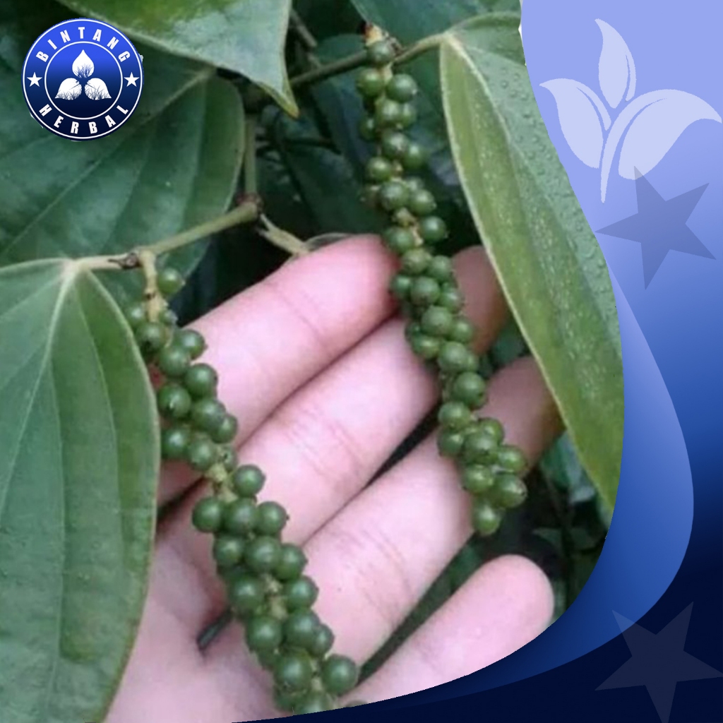 

LADA HIJAU SEGAR \ 500 GRM - BINTANG HERBAL