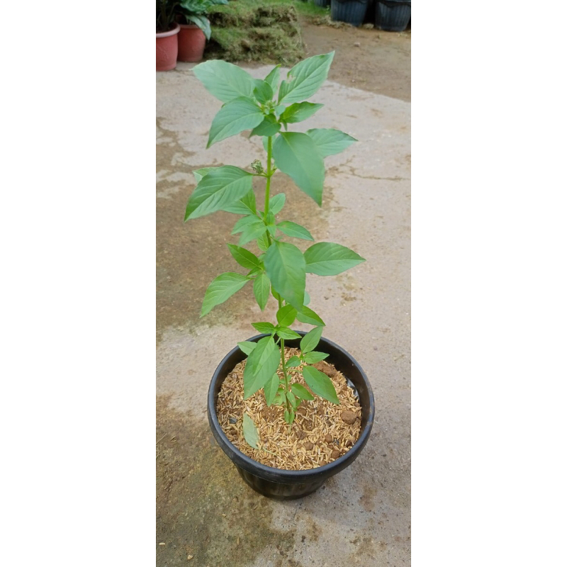 

kemangi dewasa dalam pot via instant