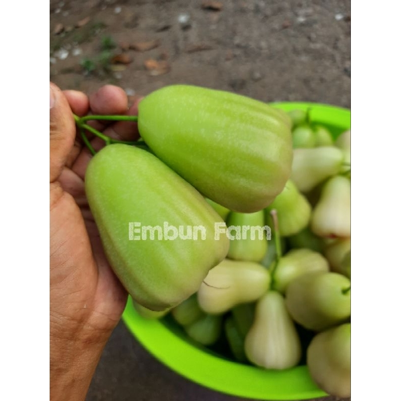

Bibit Jambu Air Madu Deli Hijau ~ Cangkok
