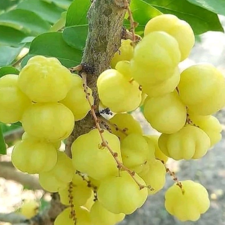 

500g Buah Cermai/ceremai segar super kualitas terbaik