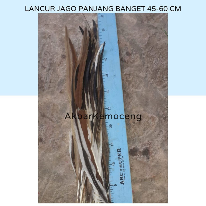 Lancur bulu ayam jago asli panjang sekali 45-60 cm untuk hiasan kepala suku adat dayak papua murah