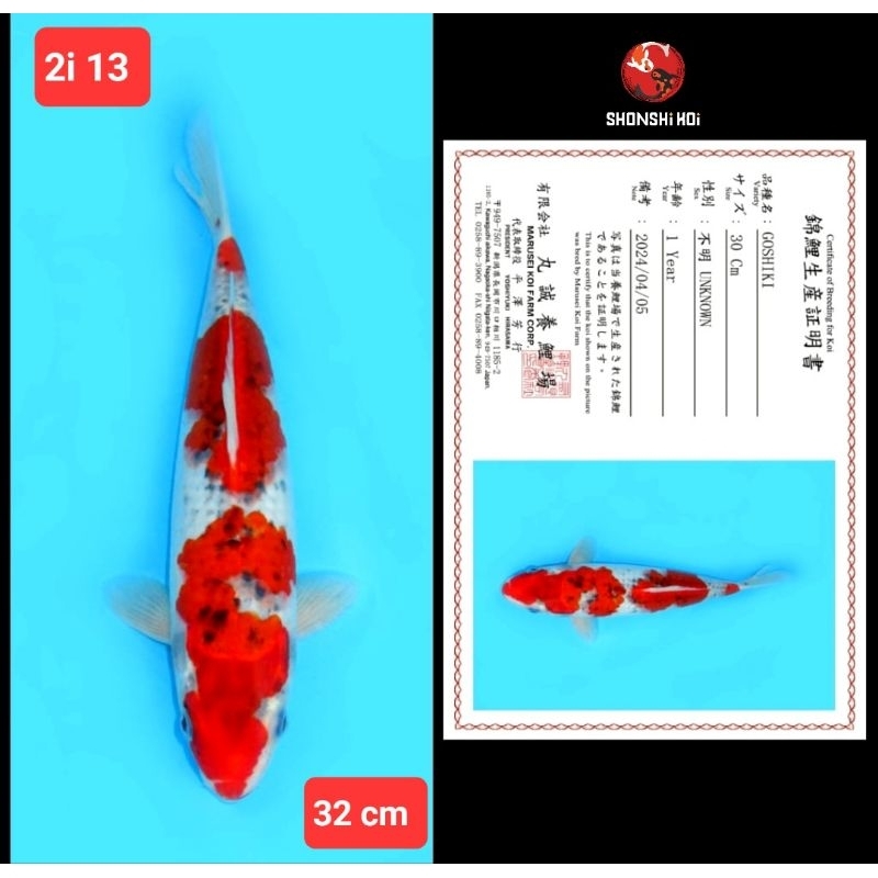 ikan koi import goshiki hi utsuri showa ginrin kohaku kode 2i 2 dr 2