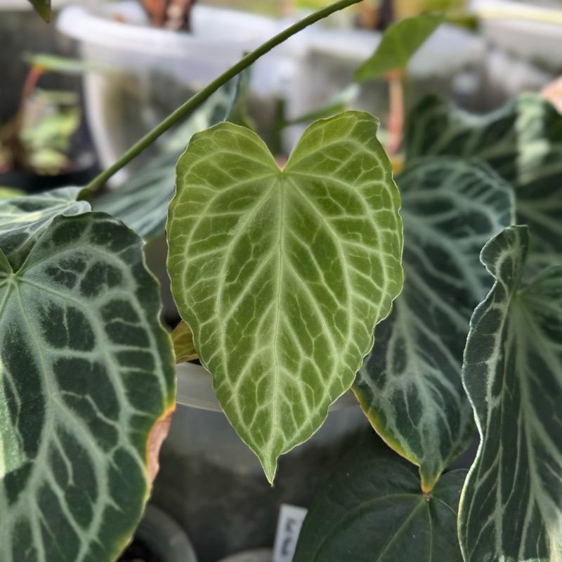 Anthurium Silver Tiger