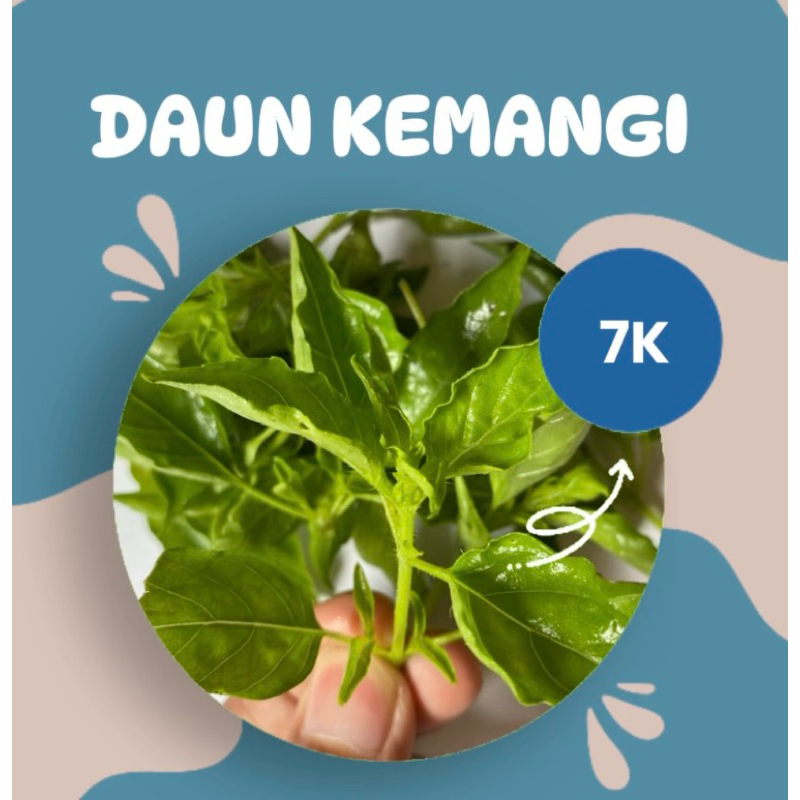 

Daun Kemangi segar