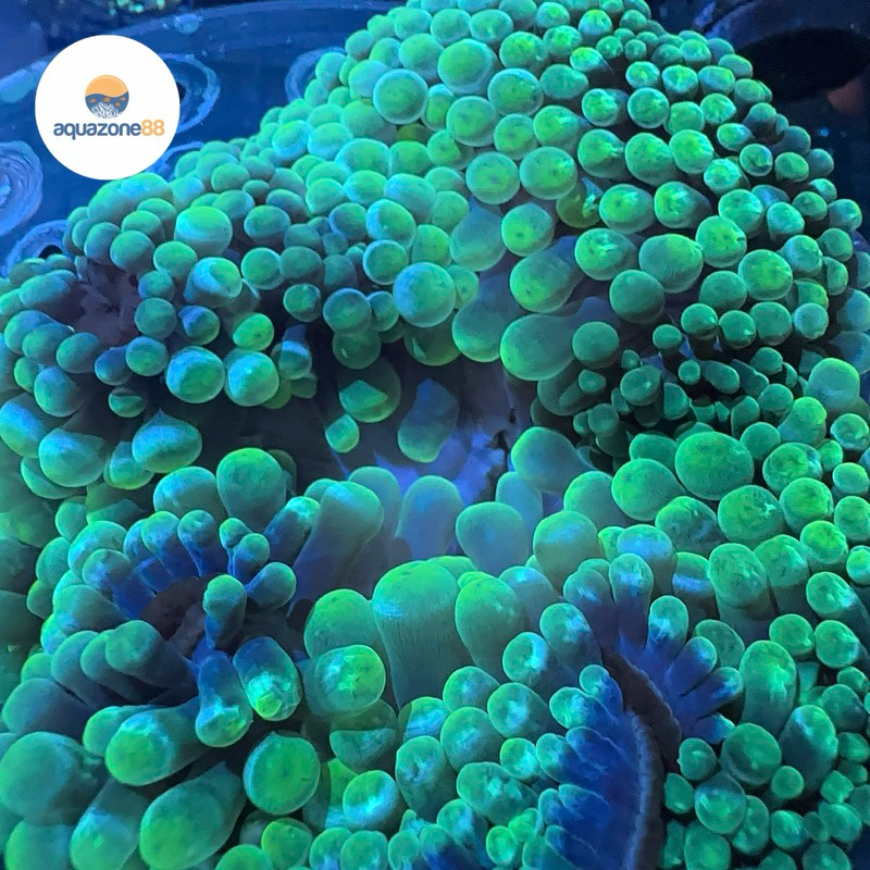 Anemon Jagung Hijau Ijo Anemon Bubble Tip Hijau Ijo Green Bubble tip Anemon Size M