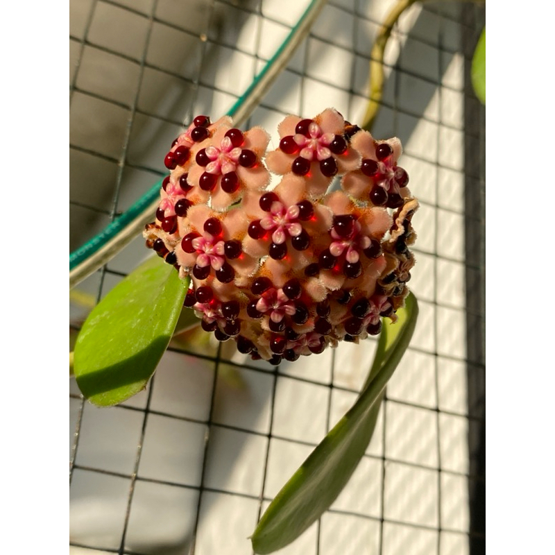 hoya diversifolia