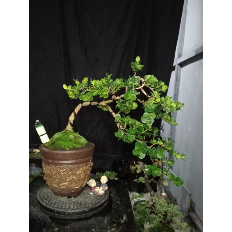 Bonsai Air Terjun Natal Plum / Bonsai Buah Natal Plum