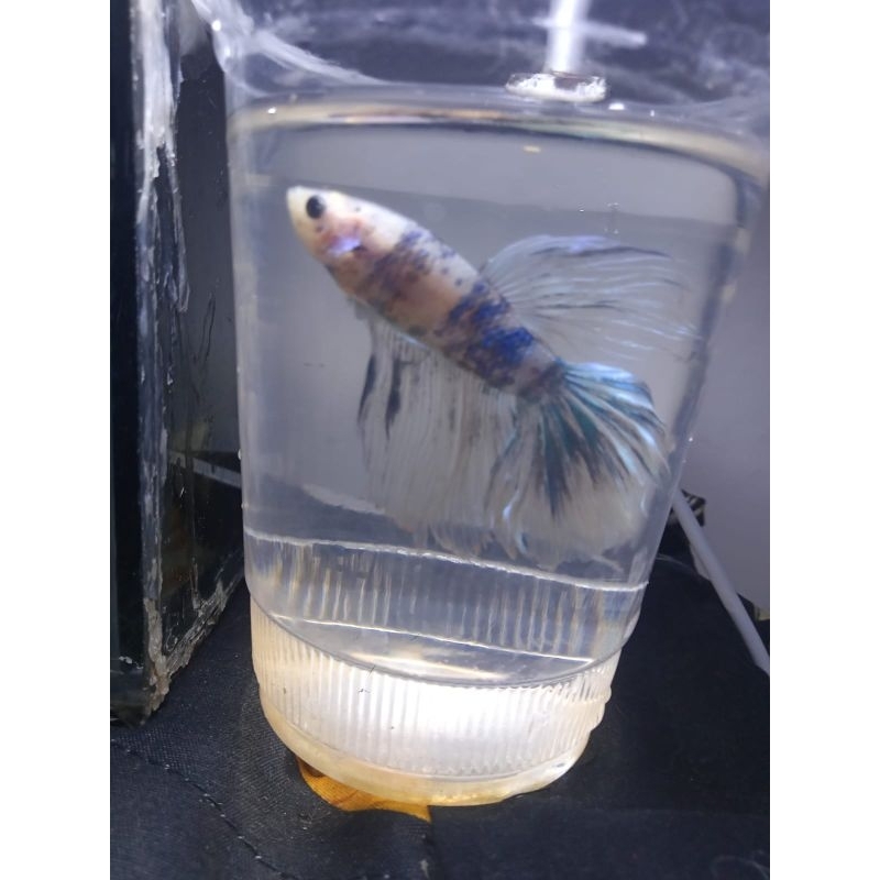 ikan cupang halfmoon biru putih cantik ikan hias realpict