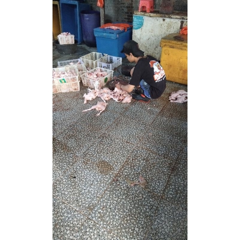 

ayam super segar fres untuk menemani makan keluarga kalian