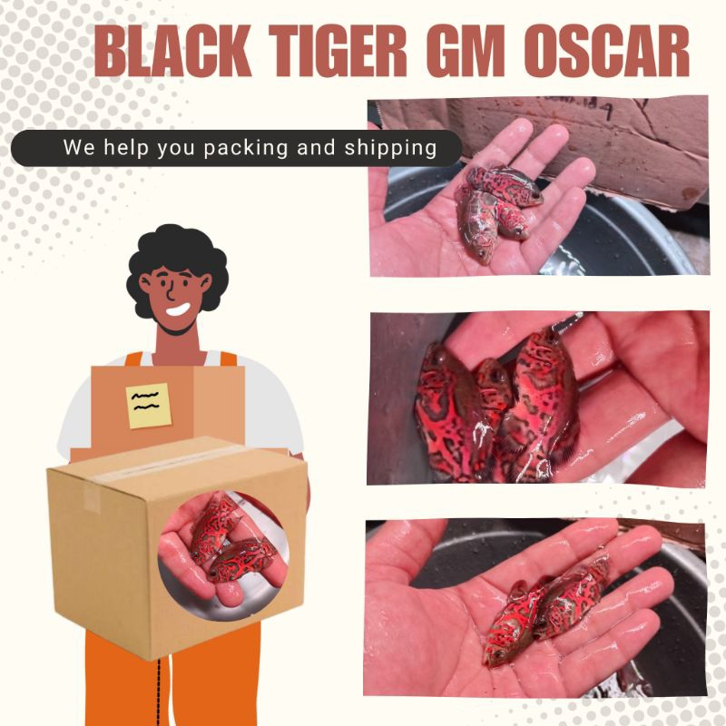 

FishRoom||Dus Packing Blacktiger GM Oscar