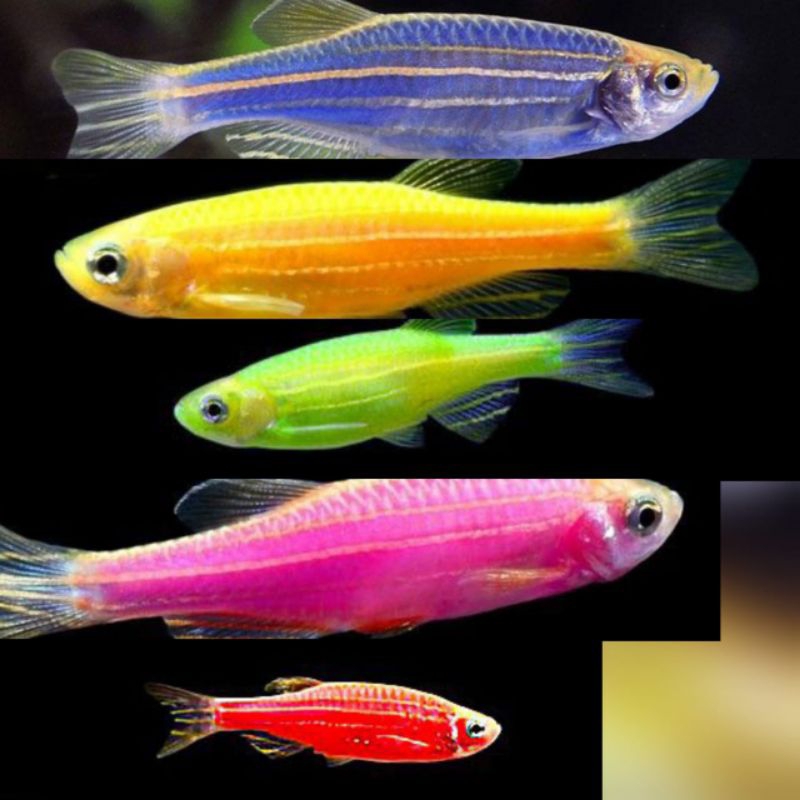 Ikan hias danio paket 10 campur/ikan hias aquascape/aquarium