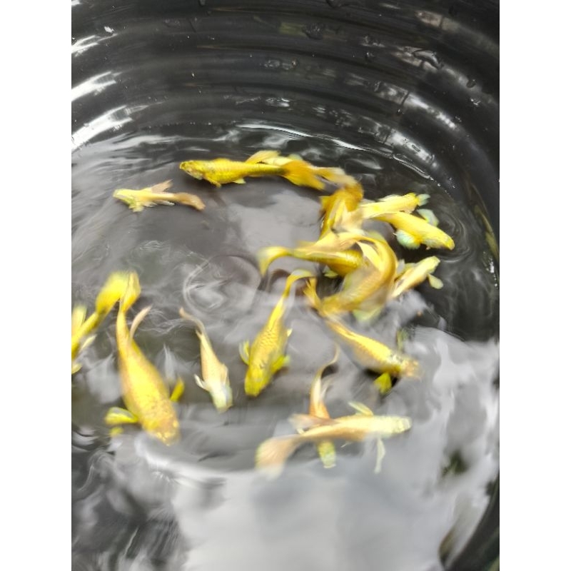 GUPPY SULTAN hiasan akuarium ( GUPPY FULL GOLD SEPASANG )