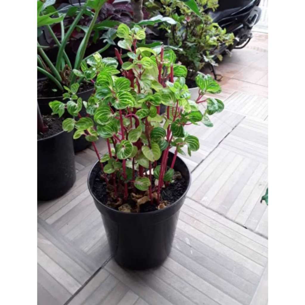 Tanaman hias bayam batang merah bayam varigata hiasan